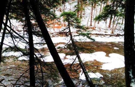 Rustic Woodland Cabin Rental near Oneida Lake, New York - Foto 7