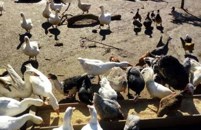 Agriturismo Il Riccio - Foto 38