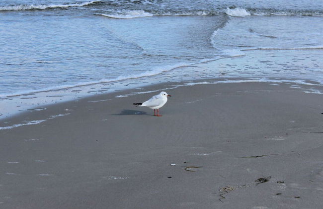 Ostseebrandung - Haus Seestern - Foto 17