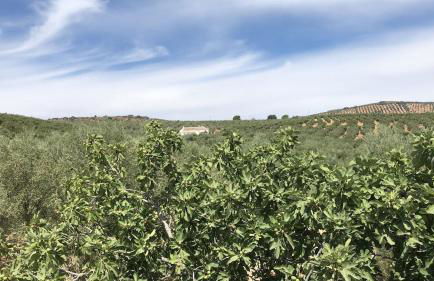 Dehesilla Olive Orchard Retreat - Foto 4