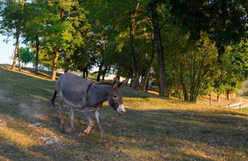 Villa Arcadia by Istrialux - Foto 27