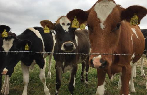 Minsener Warft - Photo 33