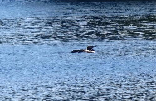 Camp Lake Bear - Foto 51