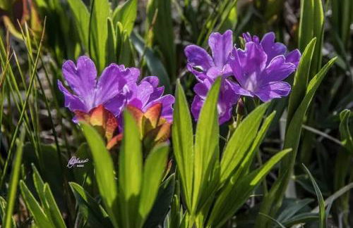 Comfortable Chalet in Giarola with Mountain View - Foto 39