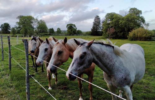Manoir de L'Aisnerie - Foto 30