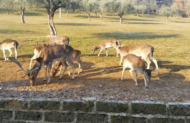 Agriturismo Tenuta del Daino - Photo 20