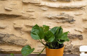 Maya Studio - Foto 8