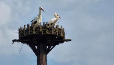 Ferienwohnung Adebar - Foto 3