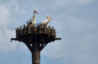 Ferienwohnung Adebar - Foto 3