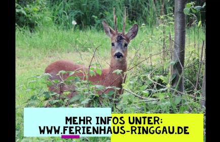 HAUS RINGGAU - Urlaub, Gemeinschaft und Erlebnis im Herzen von Deutschland - Foto 49