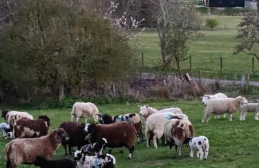 Pleasant Point Holiday Cottages - Foto 101