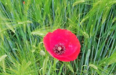 Ferienwohnung Familie Buchner - Foto 43