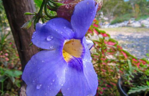 Chácara Morro da Pedra - Foto 61