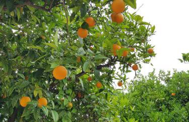 Το Είδωλον - Foto 10