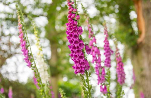 Gardeners Cottage by Group Retreats - Foto 10