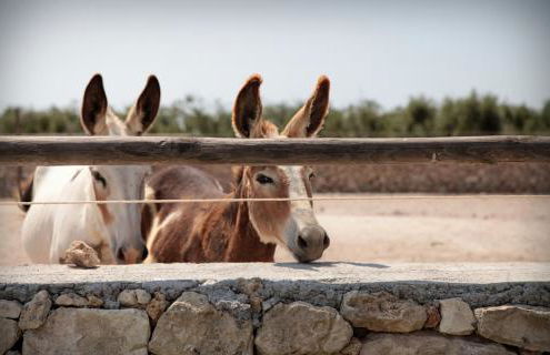 Masseria Prosperi - Photo 118