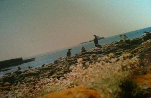 Little Cottage-village of Bunessan-sleeps4 - Foto 39