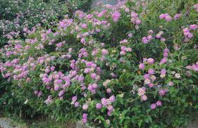 Location Bastia, U Fiumicellu. Vue Mer. Jacuzzi, Barbecue,... Pour 2 personnes - Foto 7