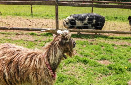 Connie's Cottage - Foto 37