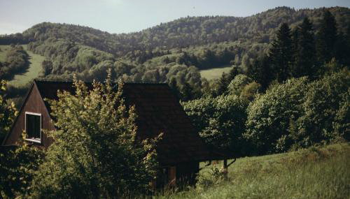 Mech i brzoza - Foto 2