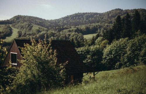 Mech i brzoza - Foto 2