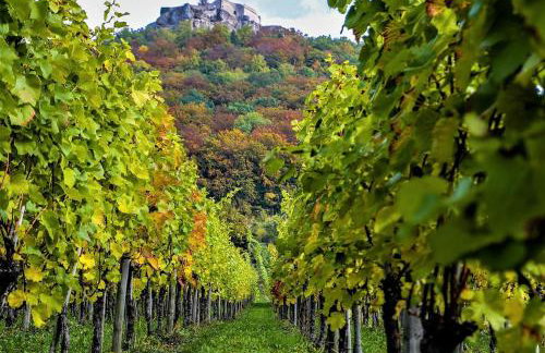 Ferienwohnung Hogh, 55qm, Terrasse - Foto 23