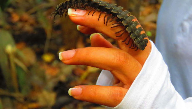 Com um inseto do Amazonas