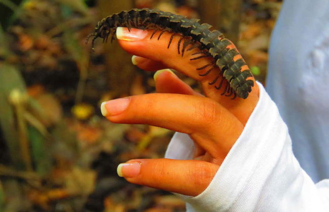 Trilha pela floresta amazônica - Foto 4