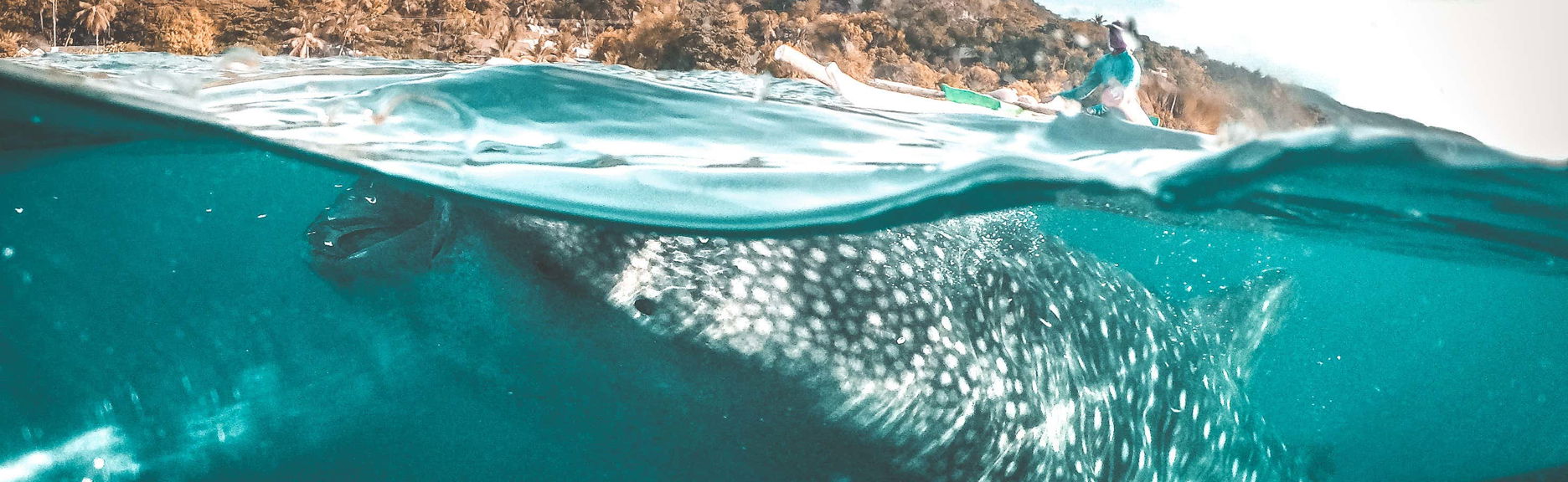 Avistamento de tubarões-baleia em Oslob