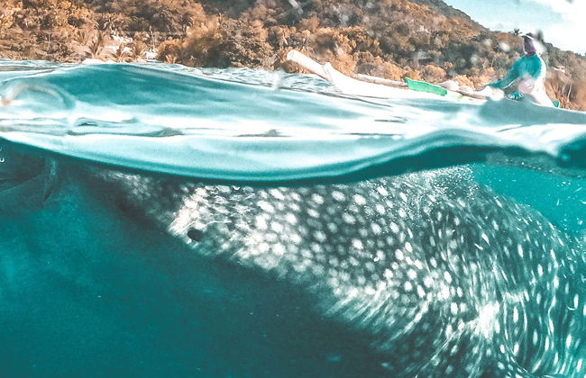 Avistamento de tubarões-baleia em Oslob - Foto 1