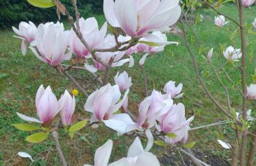 Agroturystyka Magnolia - Foto 19