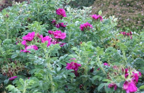 Apartment Appartement in Mastershausen mit Terrasse- Garten und Grill by Interhome - Foto 28