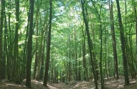 OstSEESTERNchen Zempin - Foto 29