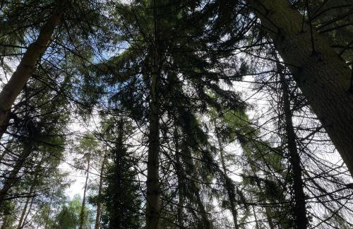 The Cider Press at Deep Filling Farm, woodland luxury - Foto 19