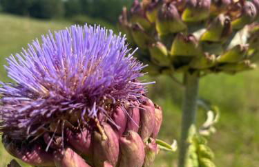 La Truffe Rose - Foto 43