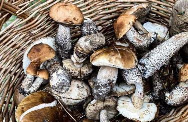 Agrowczasy u Bartka - Foto 6