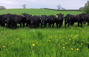 Odli Glamping - Deri - Photo 19