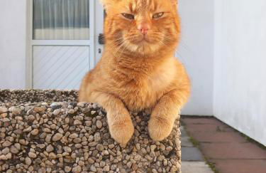 Ferienhof Rüßmann - Foto 44