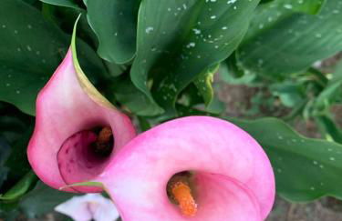 La Maison aux Roses - Foto 40