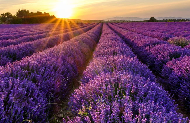 Excursion à la découverte de la lavande à Sault - Photo 1