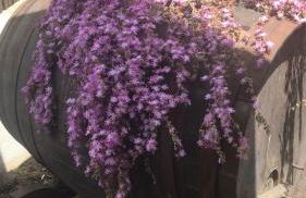 Agriturismo a casa di Susanna - Foto 79