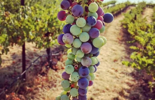 Papillon Cellars - Foto 16