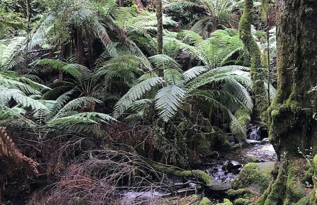 Annie's Escape in Warburton - Foto 22