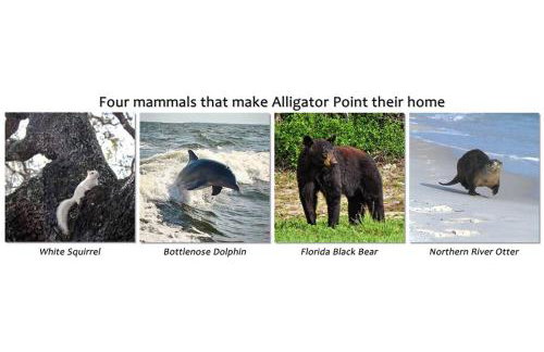 Dog Friendly-Short Walk to Beach-Canal Front-Screened Porch-Peaceful - Foto 58