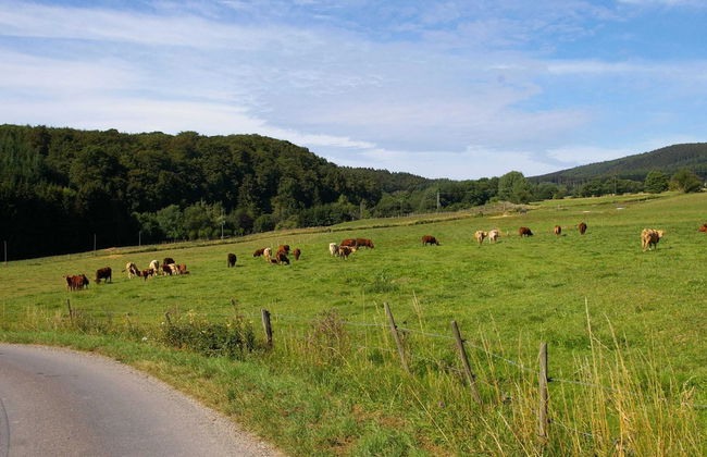 Detached Holiday Home With Terrace and its own Garden in the Hunsruck - Foto 17