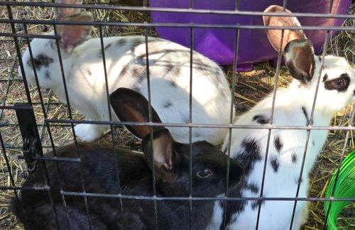 Secluded Off-Grid Retreat> Cabins+Hiking+Waterfall - Foto 14