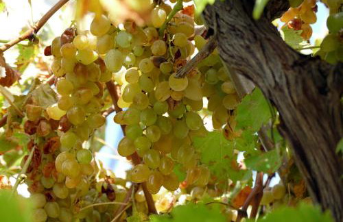 Villa Martinović - Foto 32