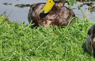 Nicks and Carmels by the Lake - Foto 33