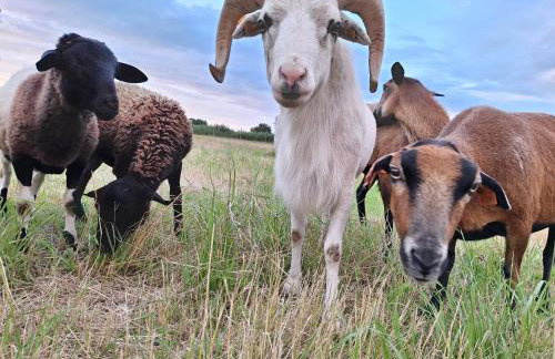 Porzeczkowe domki - Foto 34