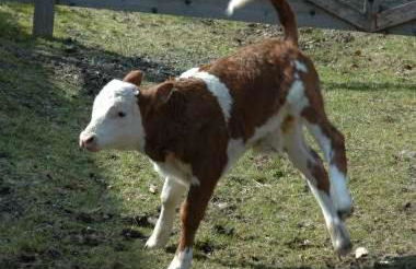 Haldenschwarzhof - Foto 10